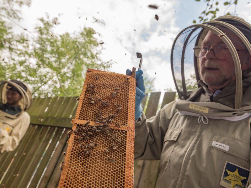 Beekeeping Blog – Why bees are so important and how to get started with beekeeping